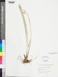 Carex fraseriana image