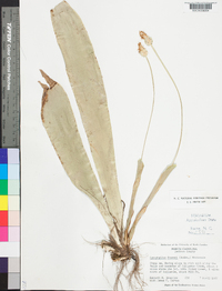 Carex fraseriana image