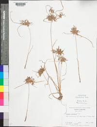 Cyperus filicinus image