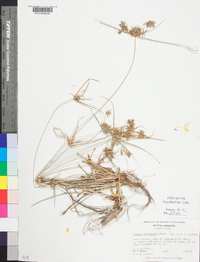 Cyperus globulosus image