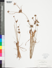 Cyperus houghtonii image