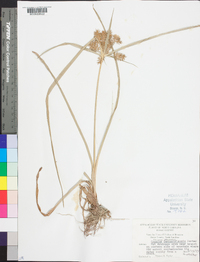 Cyperus lancastriensis image