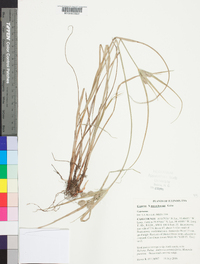 Cyperus × mesochorus image