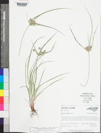 Cyperus retrorsus image