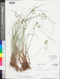 Cyperus retrorsus image