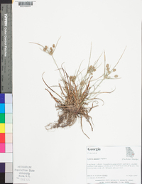 Cyperus retrorsus image