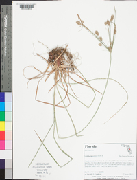 Cyperus retrorsus image