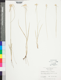 Rhynchospora colorata image