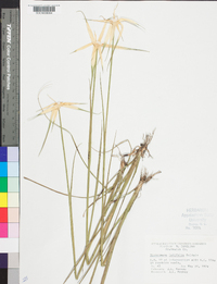 Dichromena latifolia image