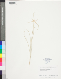 Dichromena latifolia image