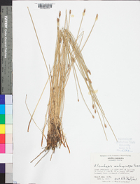 Eleocharis melanocarpa image