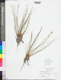 Eleocharis microcarpa image