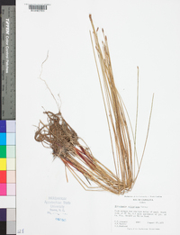 Eleocharis tricostata image