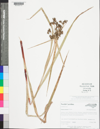 Scirpus expansus image