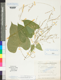 Dioscorea floribunda image