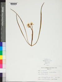 Ornithogalum umbellatum image