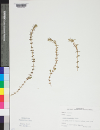 Elodea canadensis image