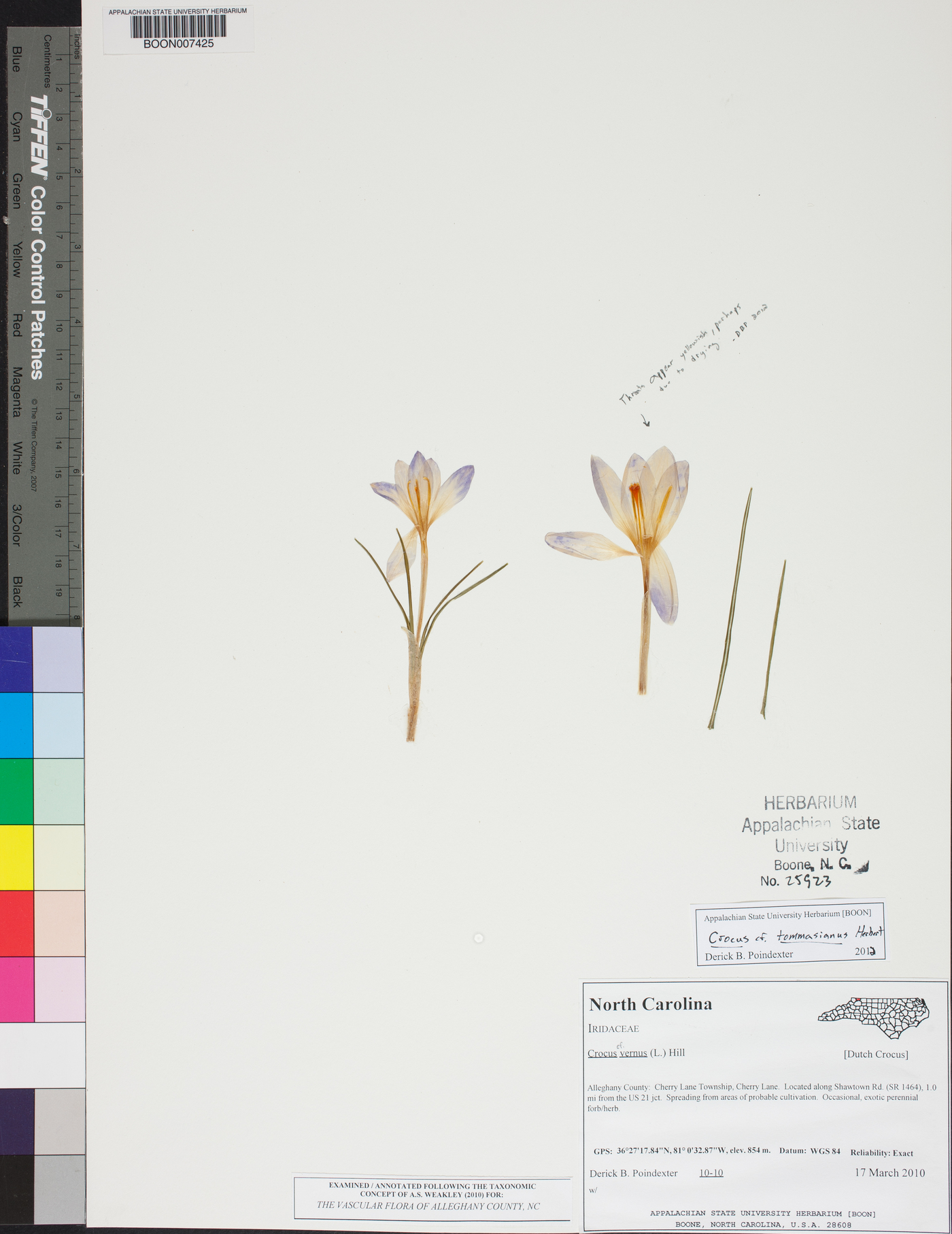 Crocus tommasinianus image