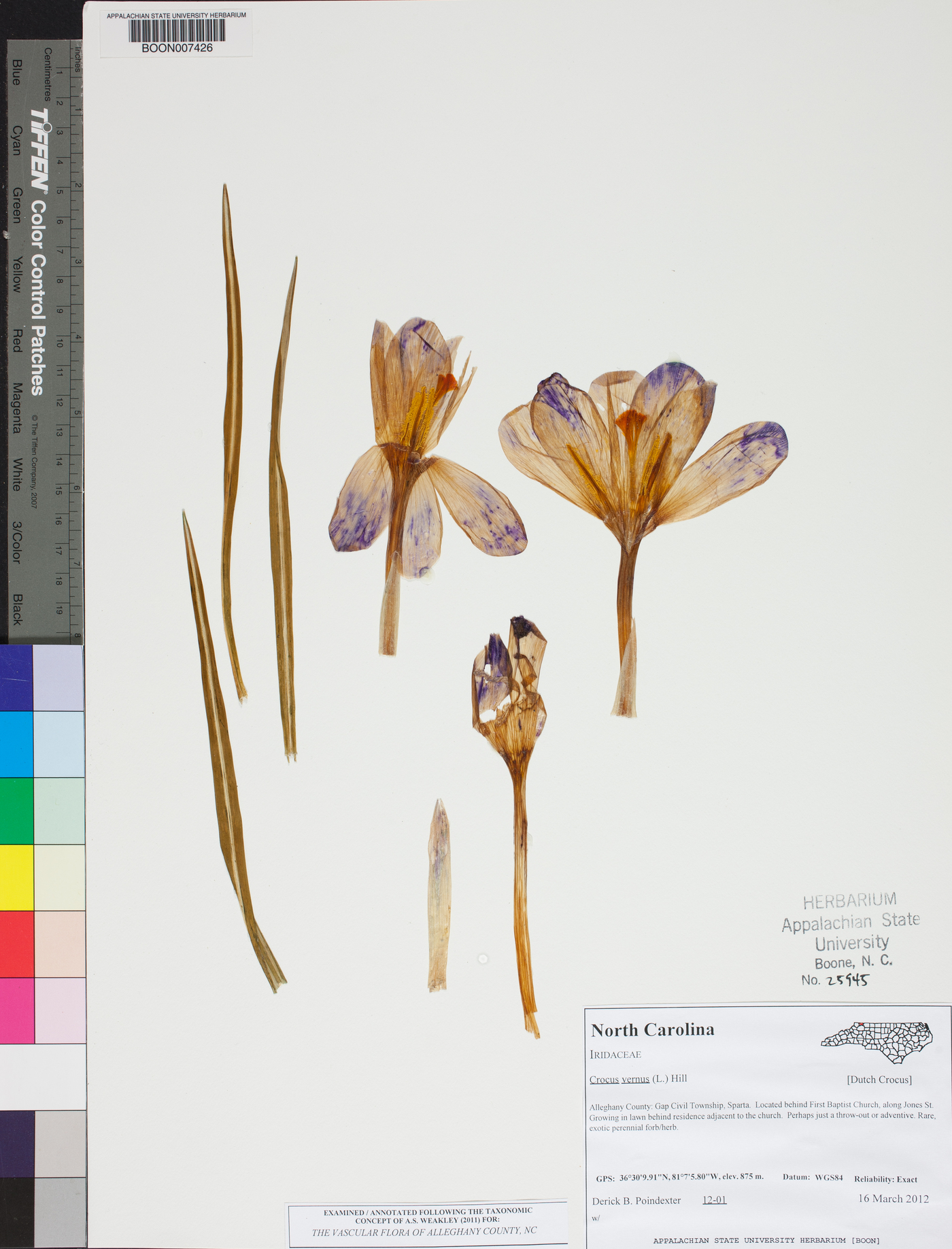 Crocus vernus image