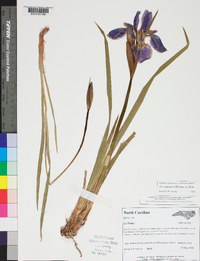 Iris sibirica image