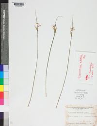 Sisyrinchium albidum image