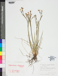 Sisyrinchium atlanticum image