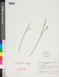 Sisyrinchium mucronatum image