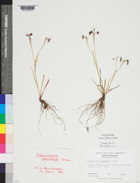 Sisyrinchium rosulatum image