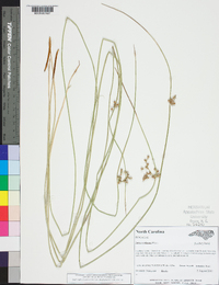 Juncus coriaceus image