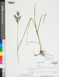 Juncus longii image