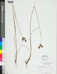 Juncus megacephalus image