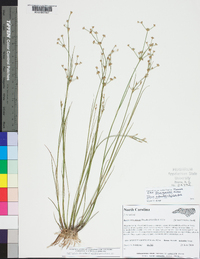 Juncus subcaudatus image