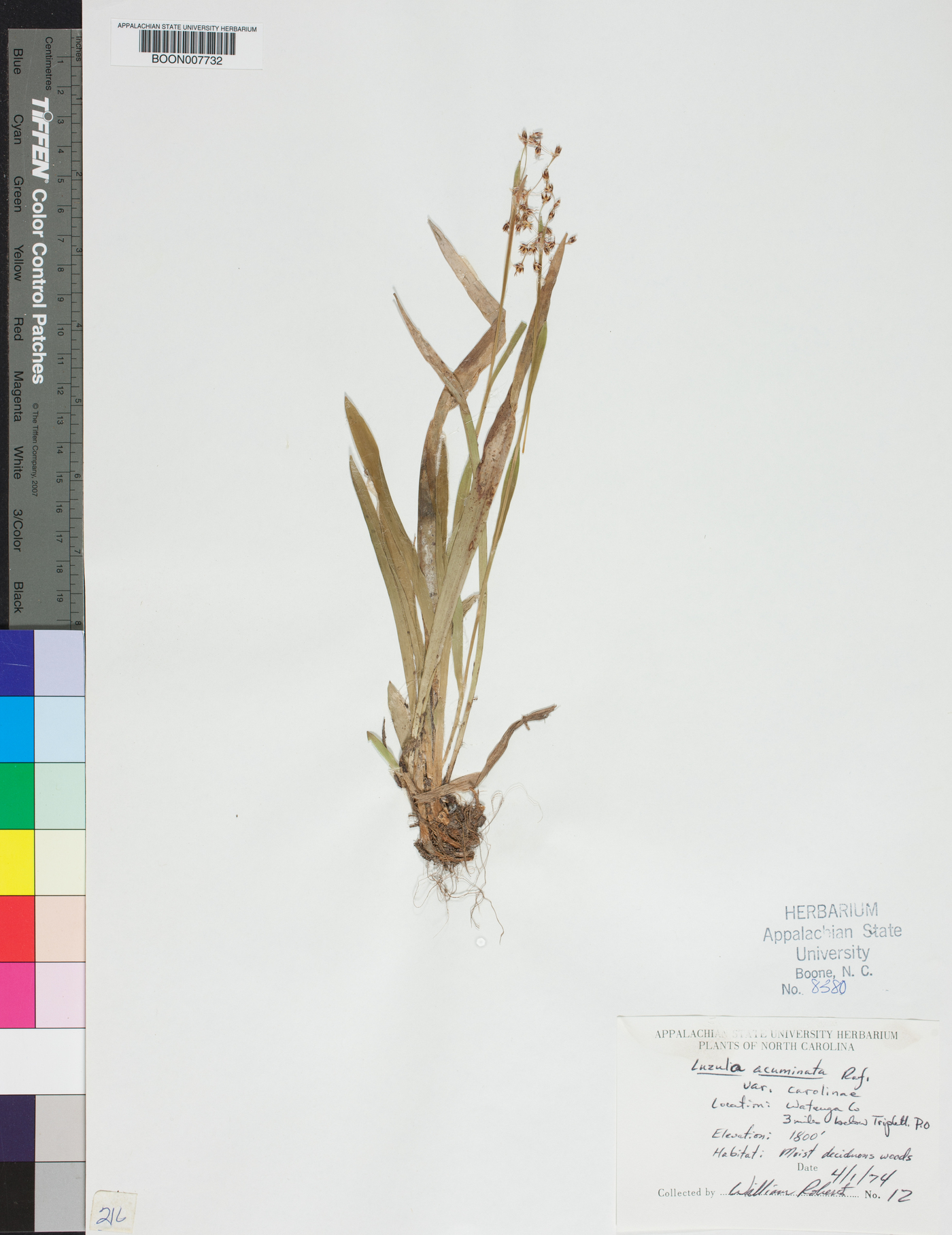 Luzula acuminata subsp. carolinae image