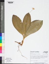 Clintonia umbellulata image