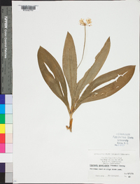 Clintonia umbellulata image