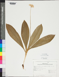 Clintonia umbellulata image