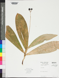 Clintonia umbellulata image