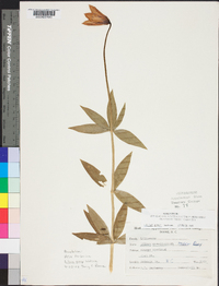 Lilium grayi image