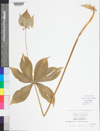 Medeola virginiana image