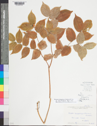 Prosartes lanuginosa image