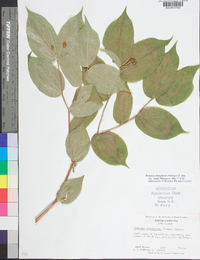 Prosartes lanuginosa image