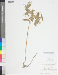 Prosartes lanuginosa image