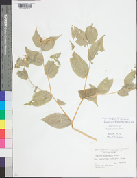 Prosartes lanuginosa image