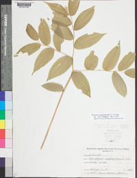 Prosartes lanuginosa image