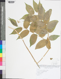 Prosartes lanuginosa image