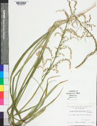 Stenanthium gramineum image