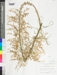 Stenanthium gramineum image