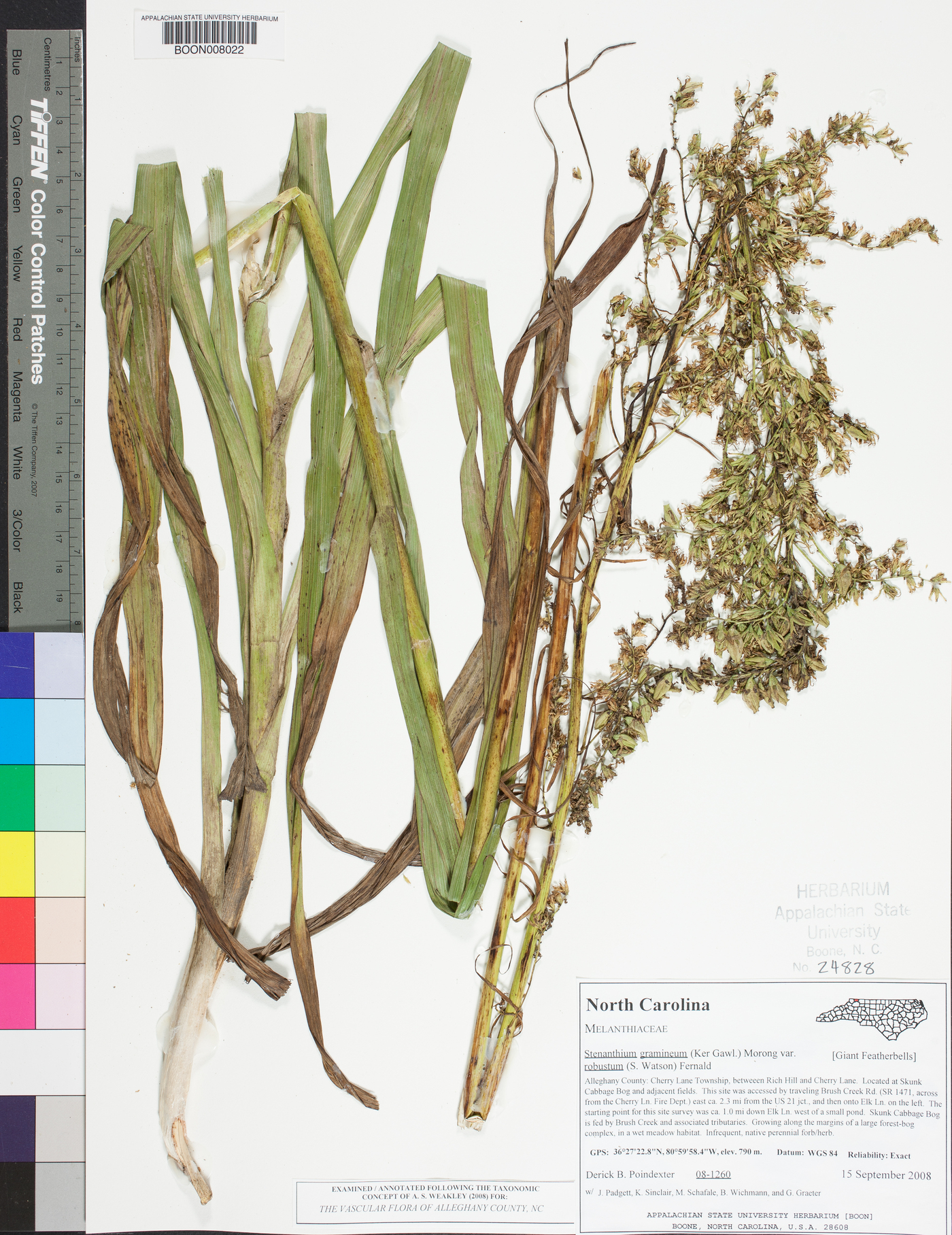 Stenanthium gramineum image