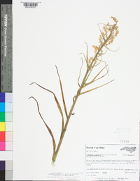 Stenanthium gramineum image