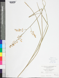 Stenanthium gramineum image